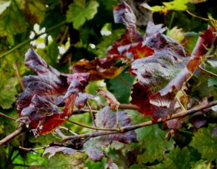 I colori dell''autunno...